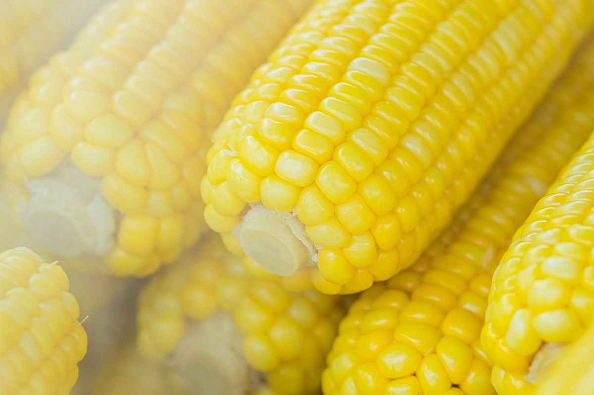 Is Corn Healthy For Our Body | Benefit for Health